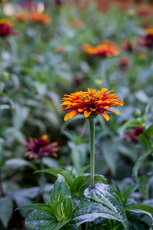 20140929-DSC_1883